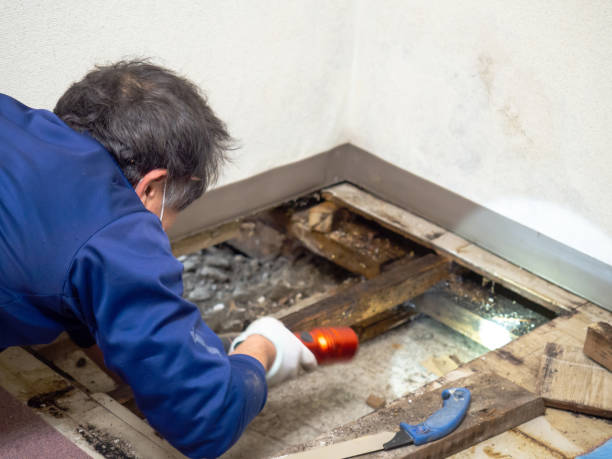 Why You Should Choose Our Mold Remediation Services in Lakeside, TX